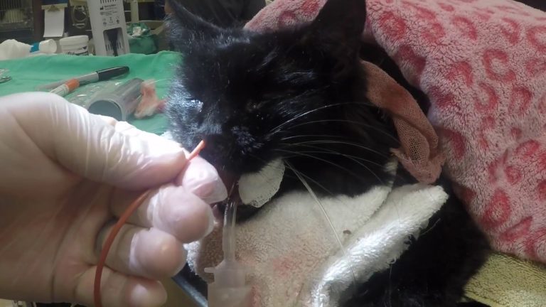 How to Clear a Cats Nose