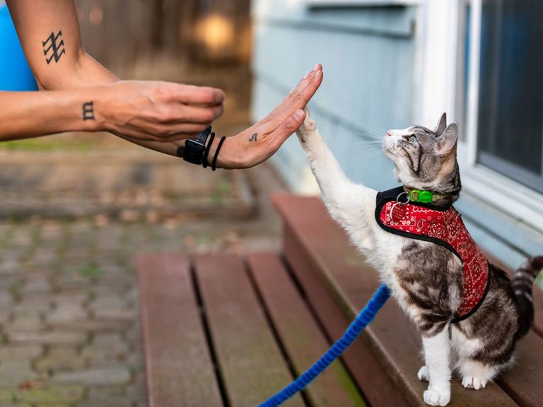 How to Clicker Train a Cat