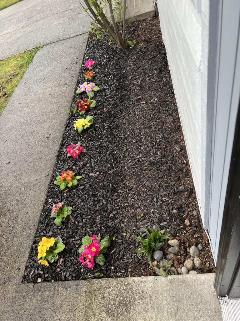 How to Deter Cats from Flower Beds