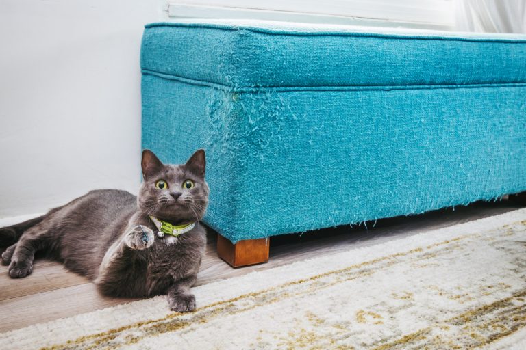 How to Discourage Cats from Scratching Furniture