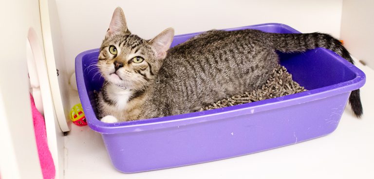 How to Get Cats to Use a Litter Box