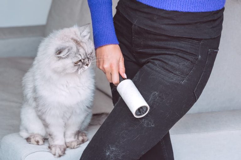 How to Get Rid of Cat Hair from Clothes