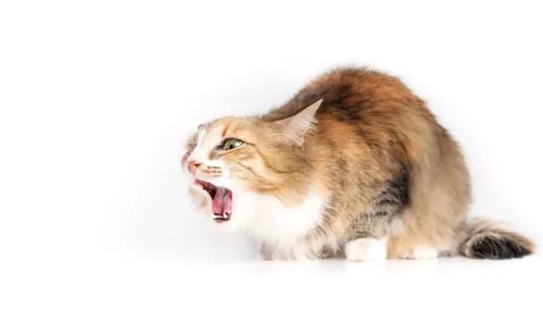 How to Help a Cat Cough Up a Hairball