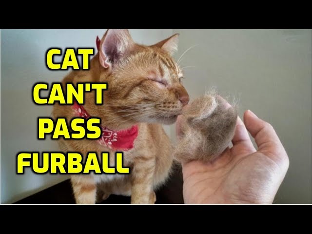 How to Help a Cat Pass a Hairball