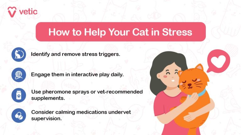 How to Help a Stressed Cat