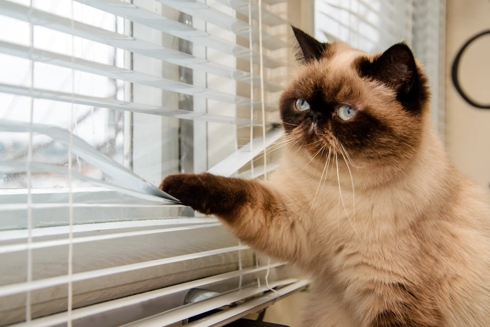 How to Help Cat Separation Anxiety