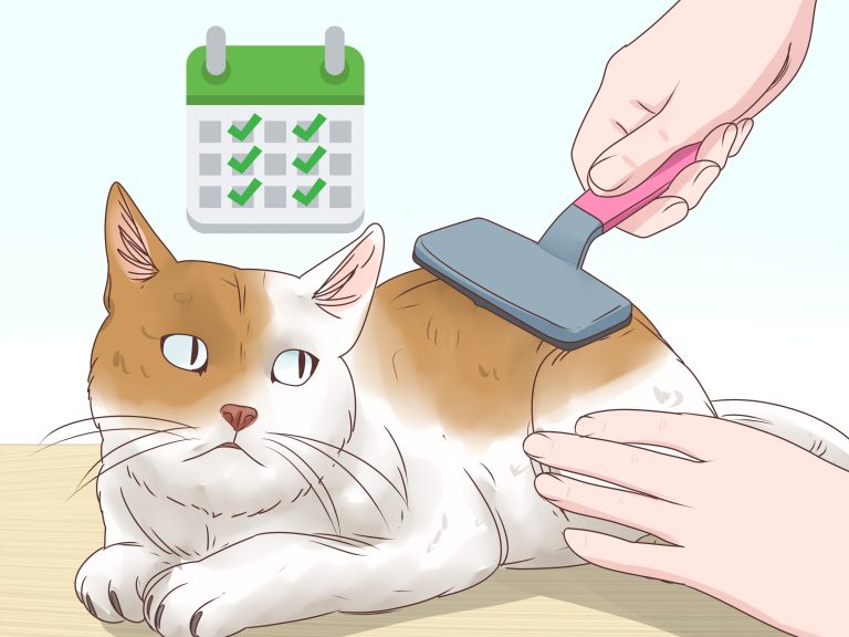 How to Help My Cat With Hairballs
