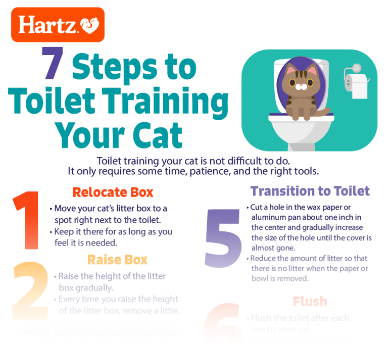 How to House Train a Cat