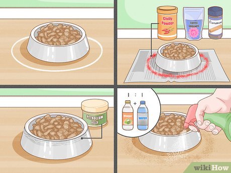 How to Keep Ants Out of Cat Food