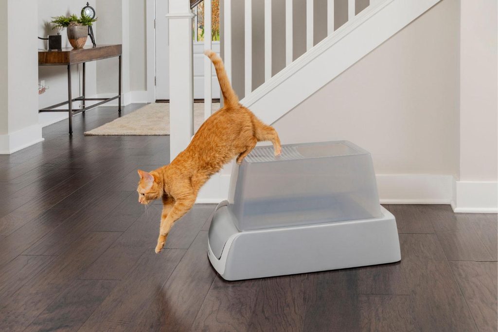 How to Keep Cat Litter off the Floor