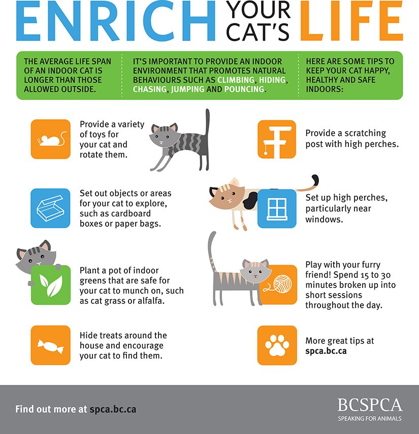 How to Keep Cats Entertained Indoors: Fun Tips