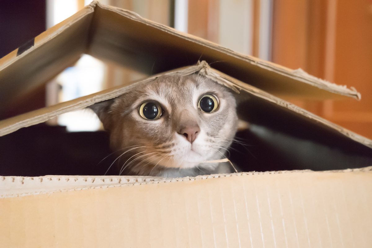 How to Keep Cats Entertained: Ultimate Fun Guide