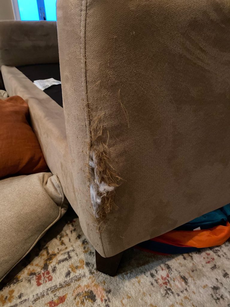 How to Keep Cats from Tearing Up Furniture