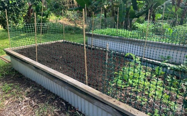 How to Keep Cats Out of Flower Beds