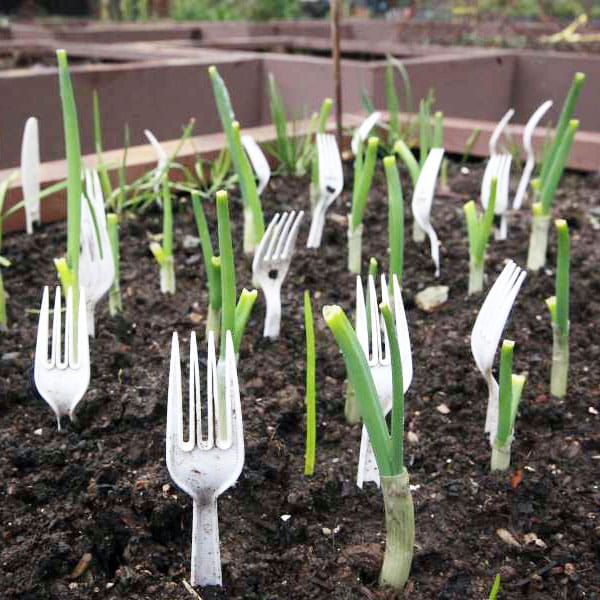 How to Keep Cats Out of the Flower Beds