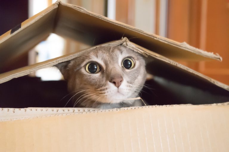 How to Keep Indoor Cats Entertained