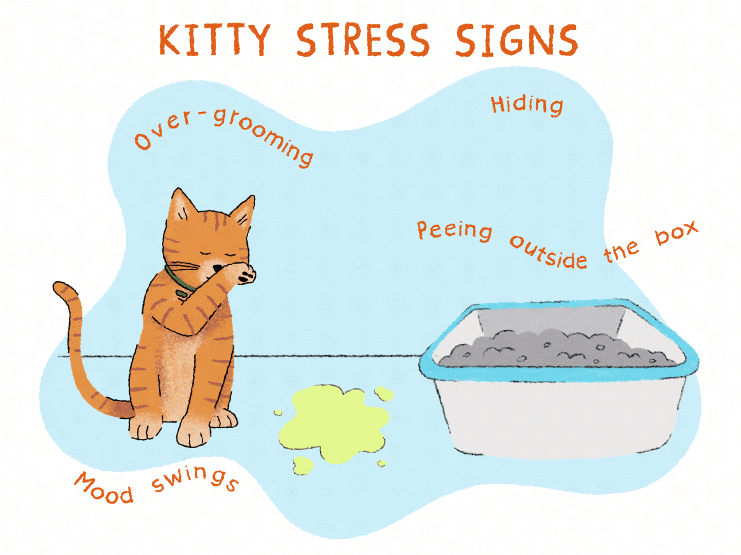 How to Know If Cat Has Anxiety