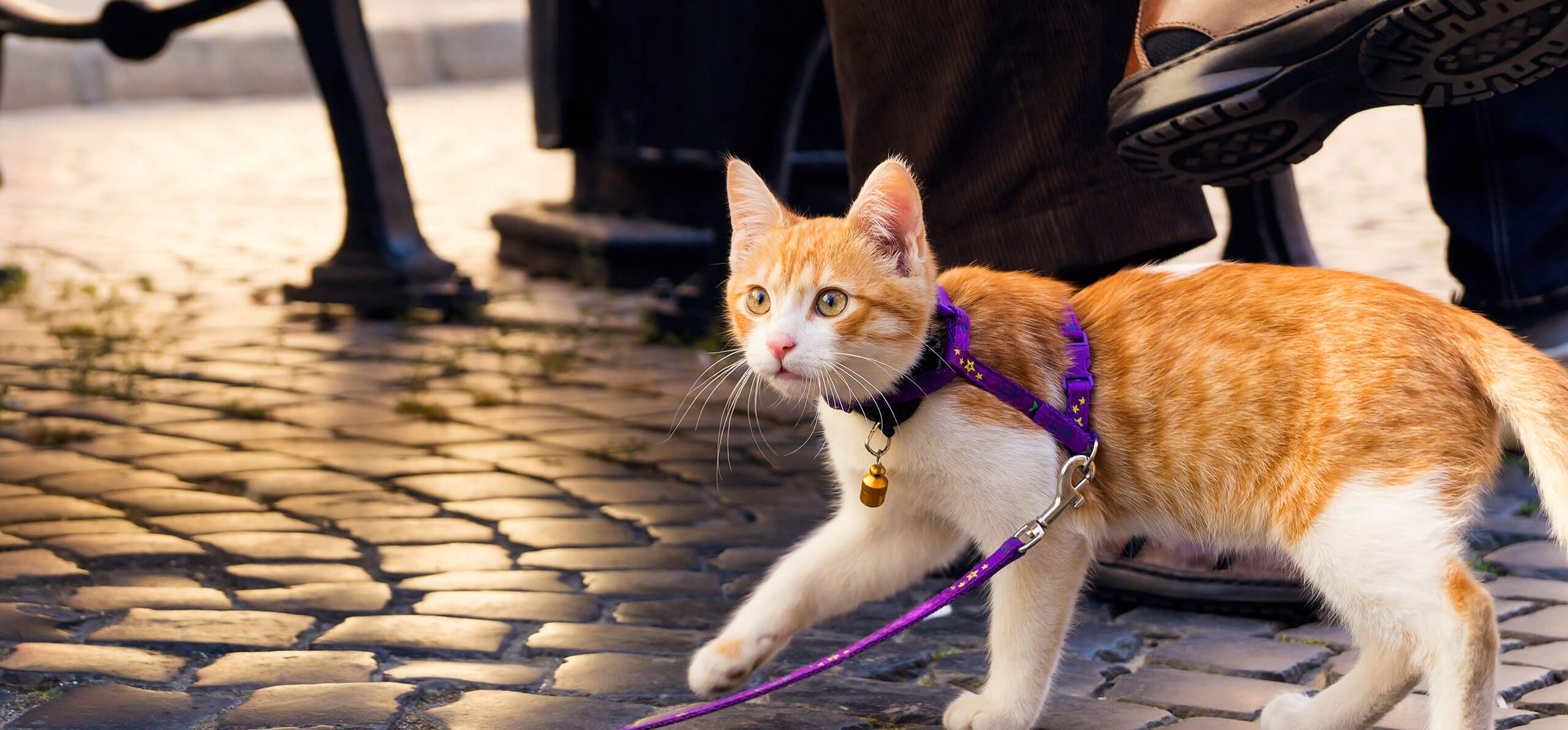How to Leash Train a Cat