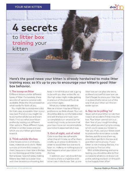 How to Litterbox Train a Cat