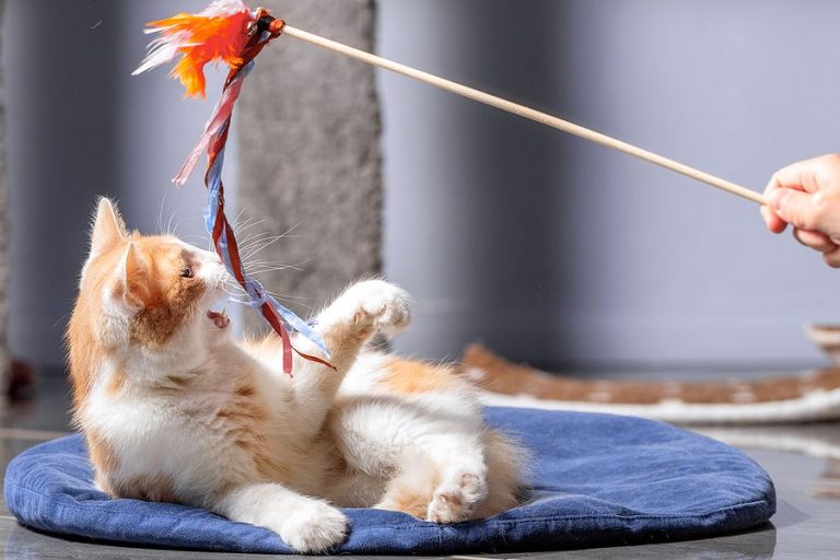 How to Make Cat Toys at Home