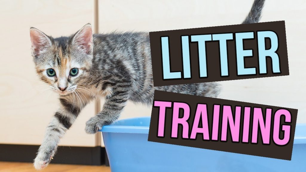 How to Potty Train a Cat With a Litter Box