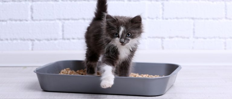How to Potty Train Cats