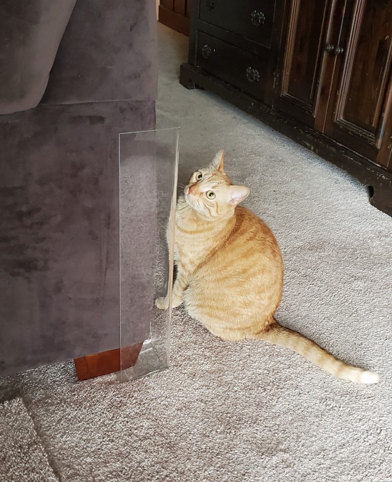 How to Protect Furniture from Cat Scratching