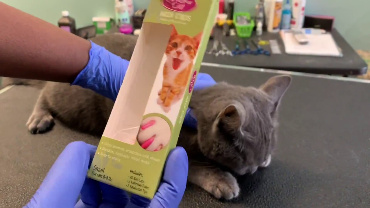How to Put Nail Caps on a Cat