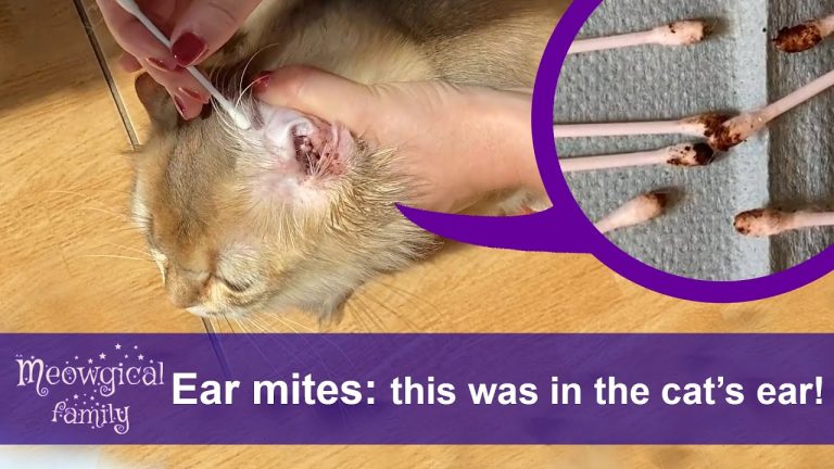 How to Remove Ear Mites in Cats