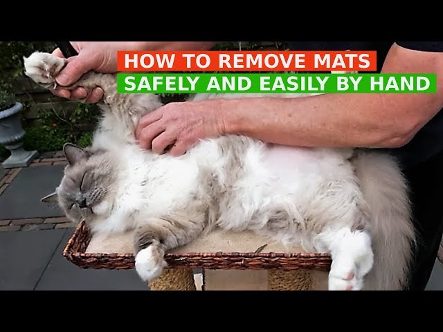 How to Remove Mats from Cat