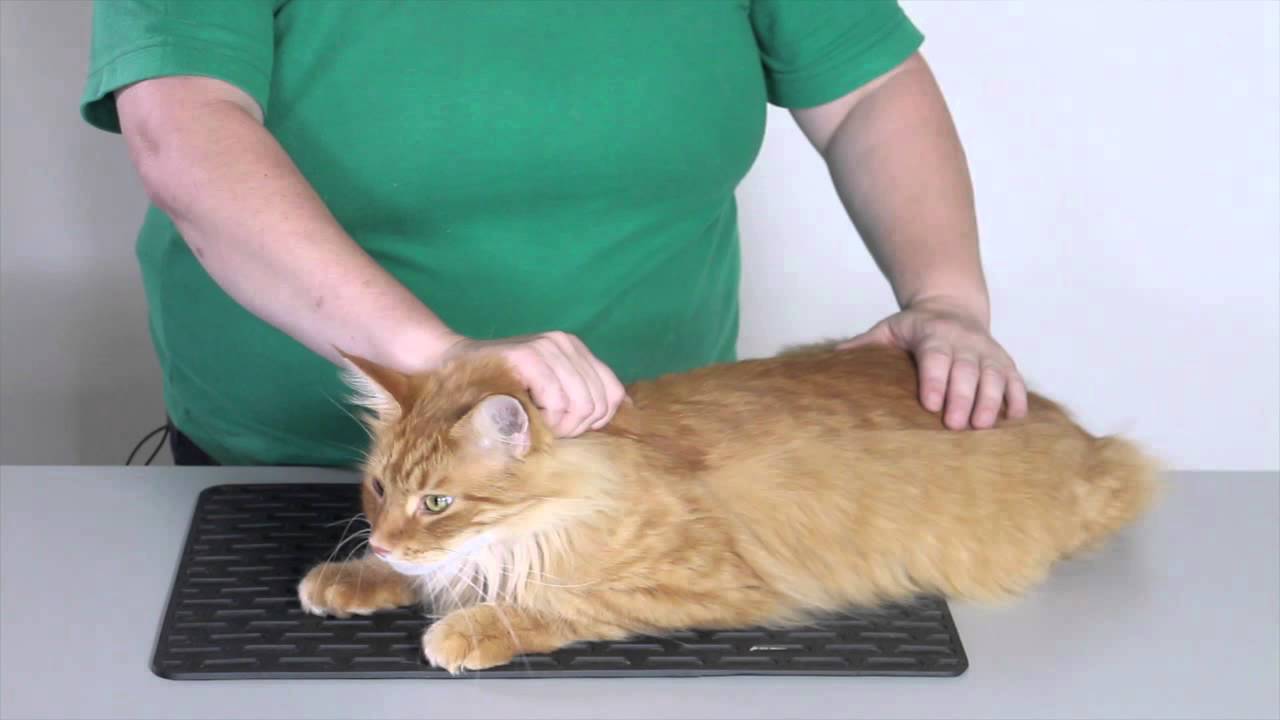 How to Restrain a Cat: Expert Tips for Safe Handling