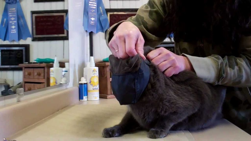 How to Restrain Cat for Grooming