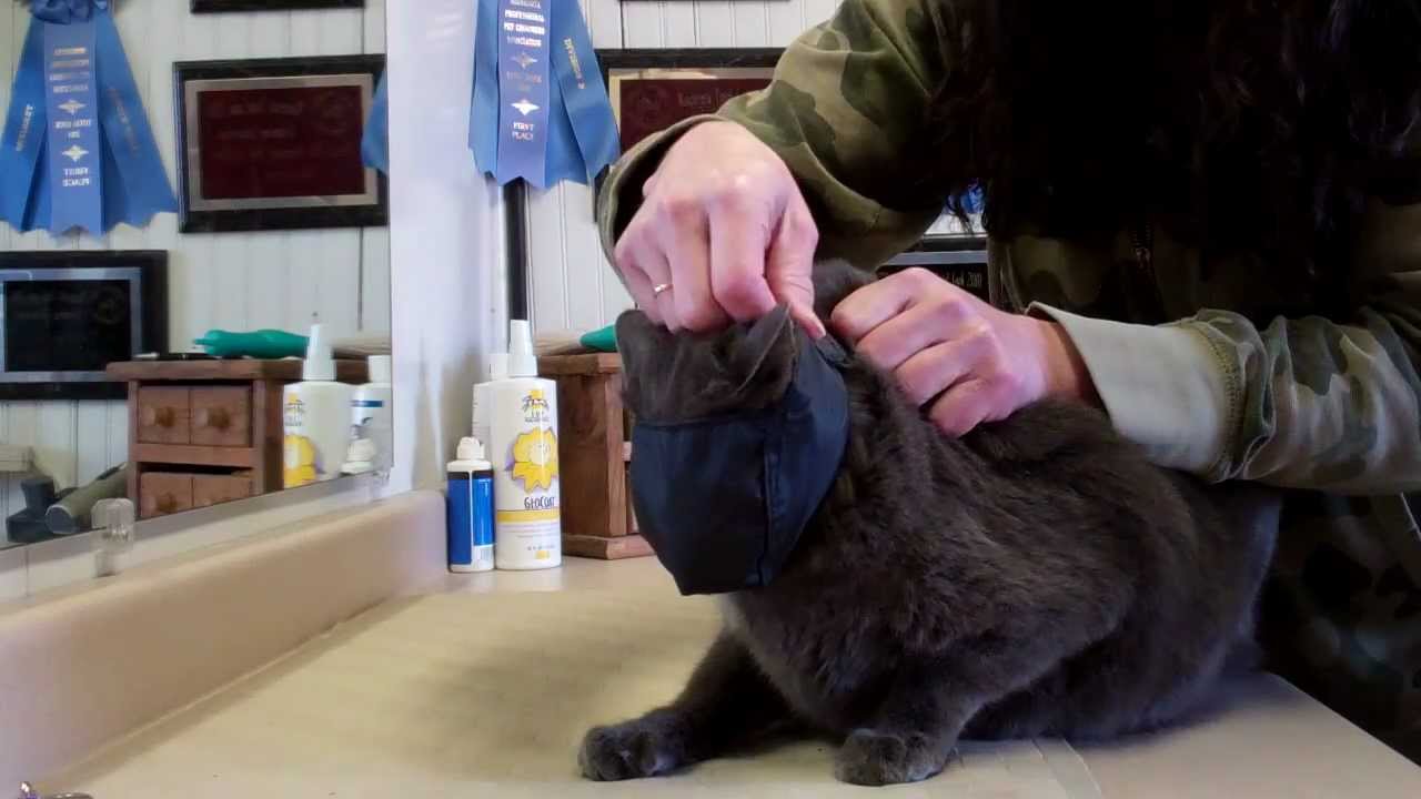 How to Restrain Cat for Grooming: Expert Tips