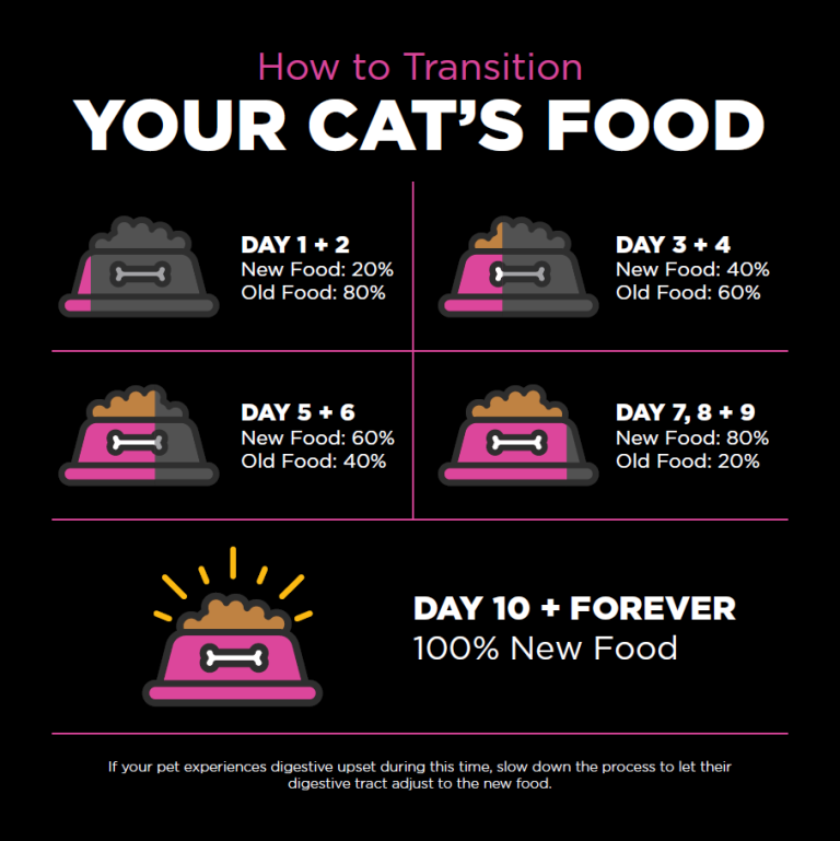 How to Switch Cat Food