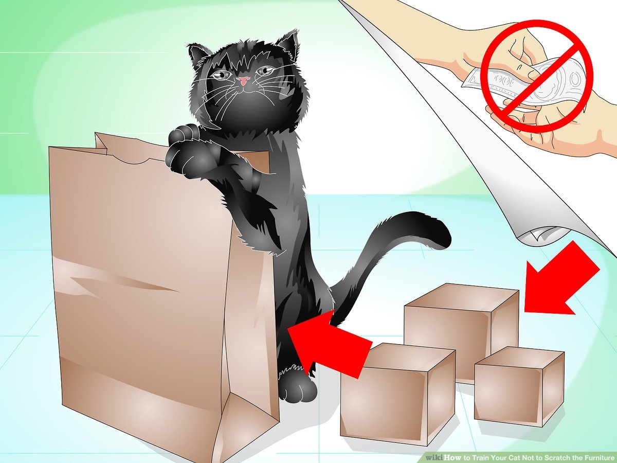 How to Teach Cat Not to Scratch Furniture