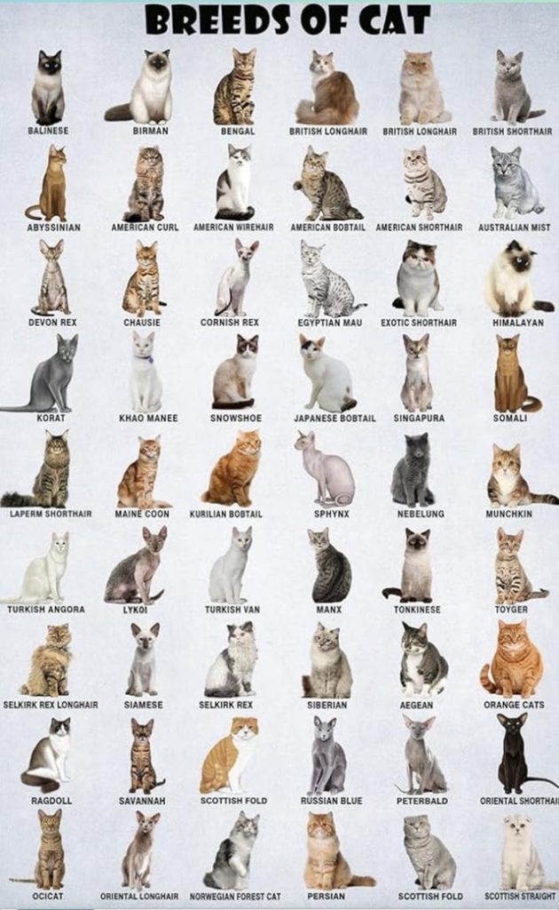 How to Tell a Cats Breed
