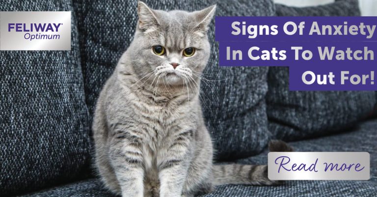 How to Tell If a Cat Has Anxiety