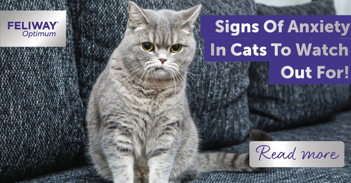 How to Tell If a Cat Has Anxiety: Signs & Solutions