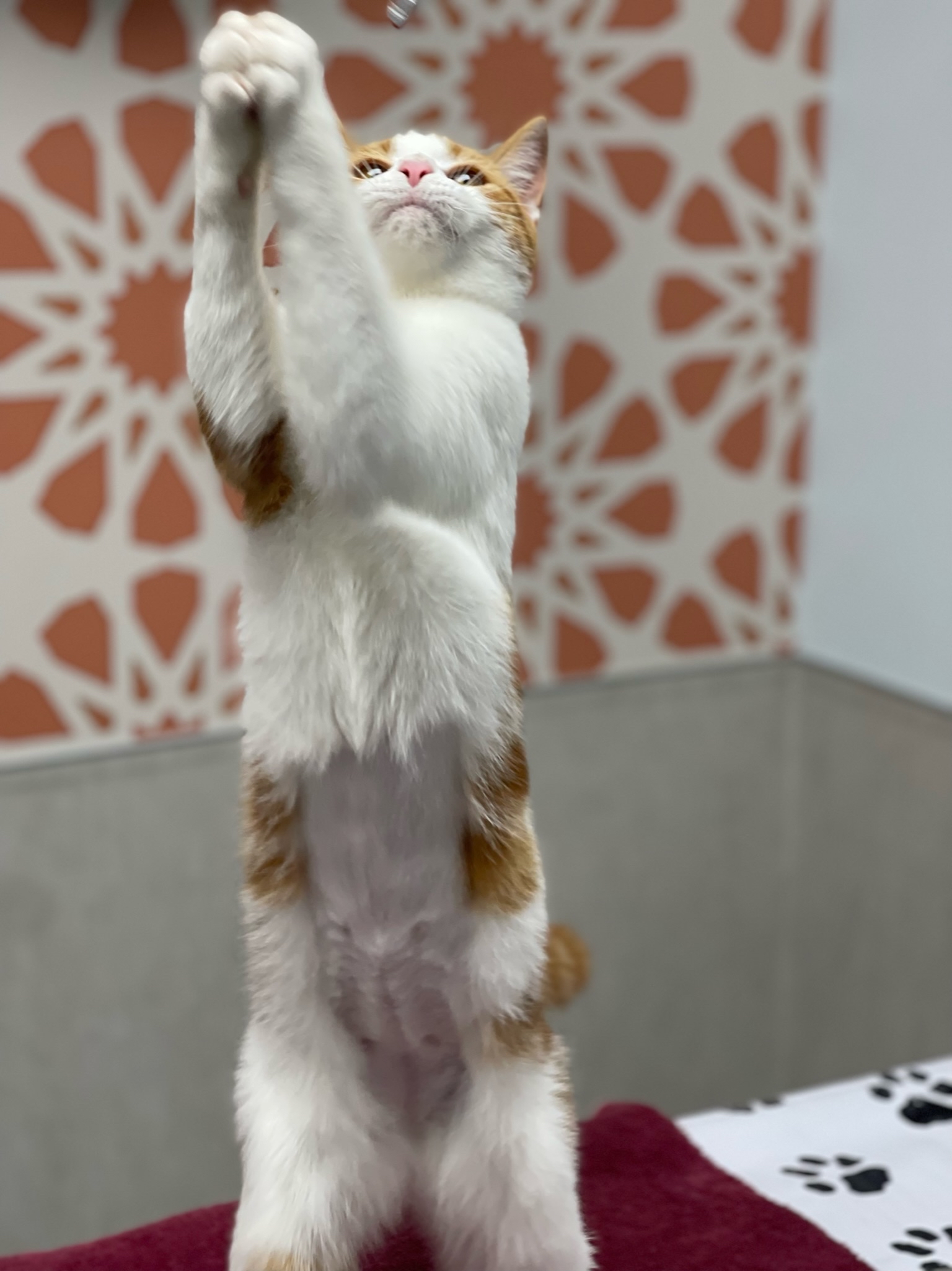How to Train a Cat Not to Do Something: Expert Tips