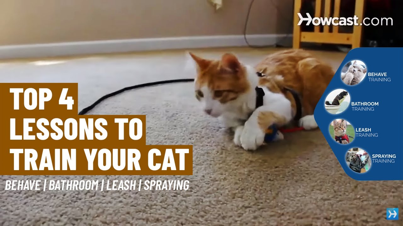 How to Train a Cat to Behave: Expert Tips Revealed