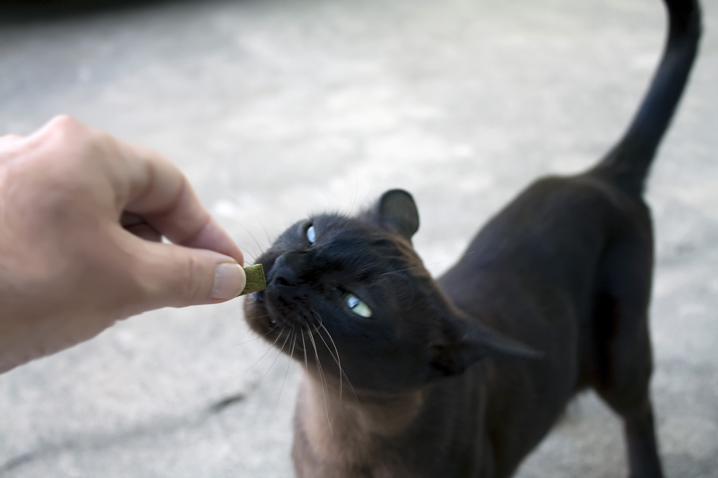 How to Train a Cat to Come When Called: Expert Tips