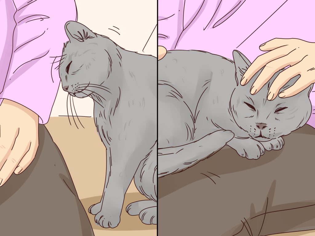 How to Train a Cat to Stop Meowing