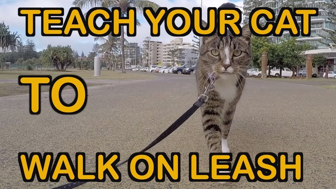 How to Train a Cat to Walk With a Leash: Step-by-Step Guide