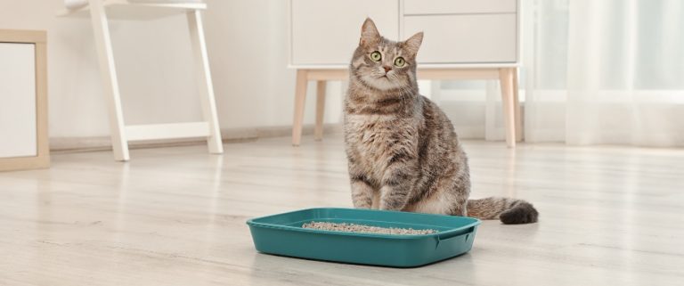 How to Train Cat in Litter Box