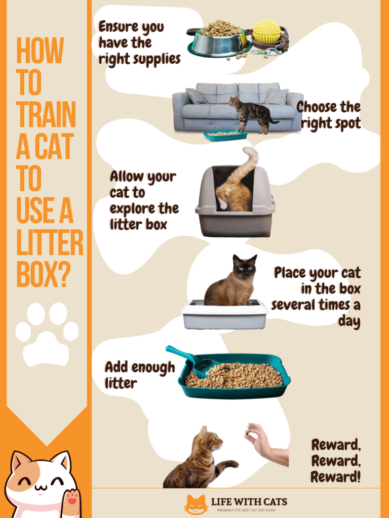 How to Train Cat to Use Kitty Litter