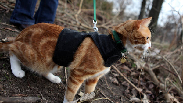 How to Train Cat to Walk on Leash