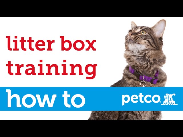 How to Train Cat Use Litter Box