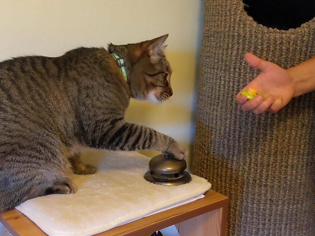 How to Train Cat With Clicker