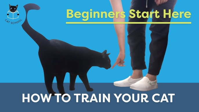How to Train Cat
