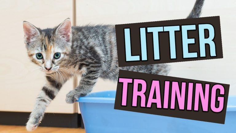 How to Train Cats to Use Litter Box